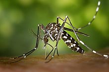 Asiatische Tigermücke (Aedes albopictus), Quelle: Wikipedia